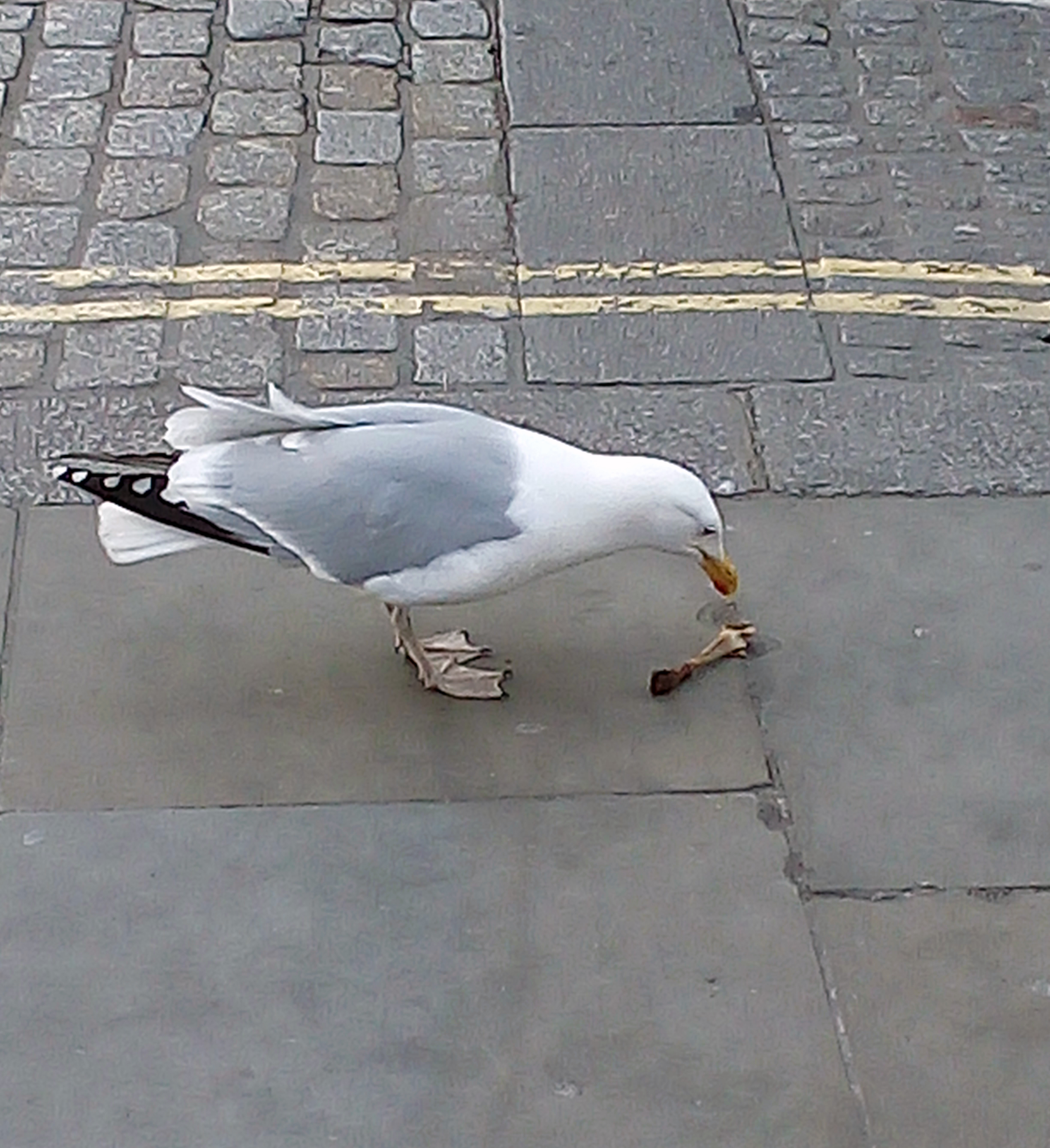 Gull in central London