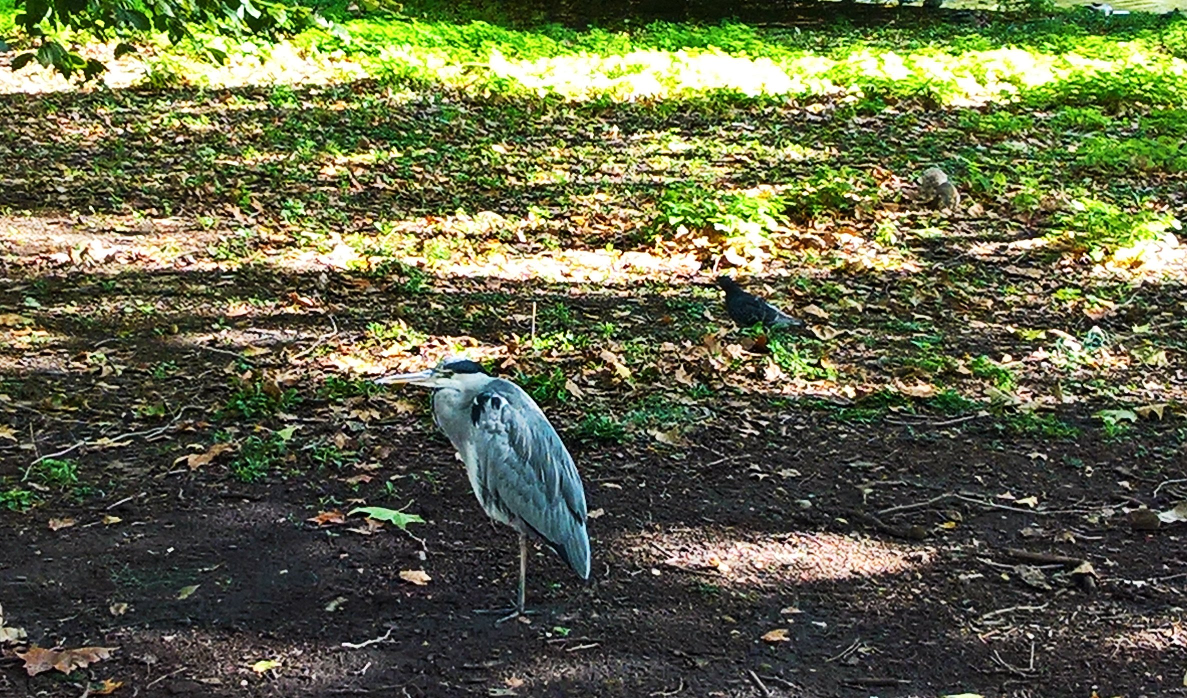 Heron in St Jamer's Park