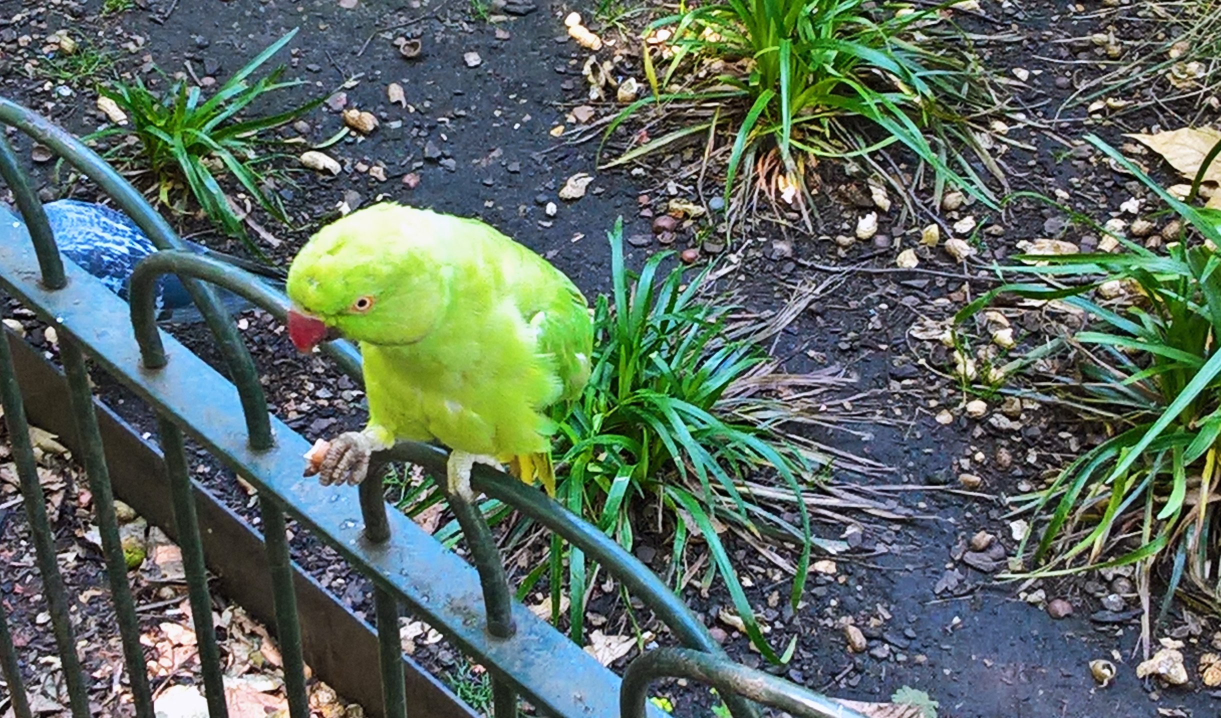 Parakett in St Jame's Park