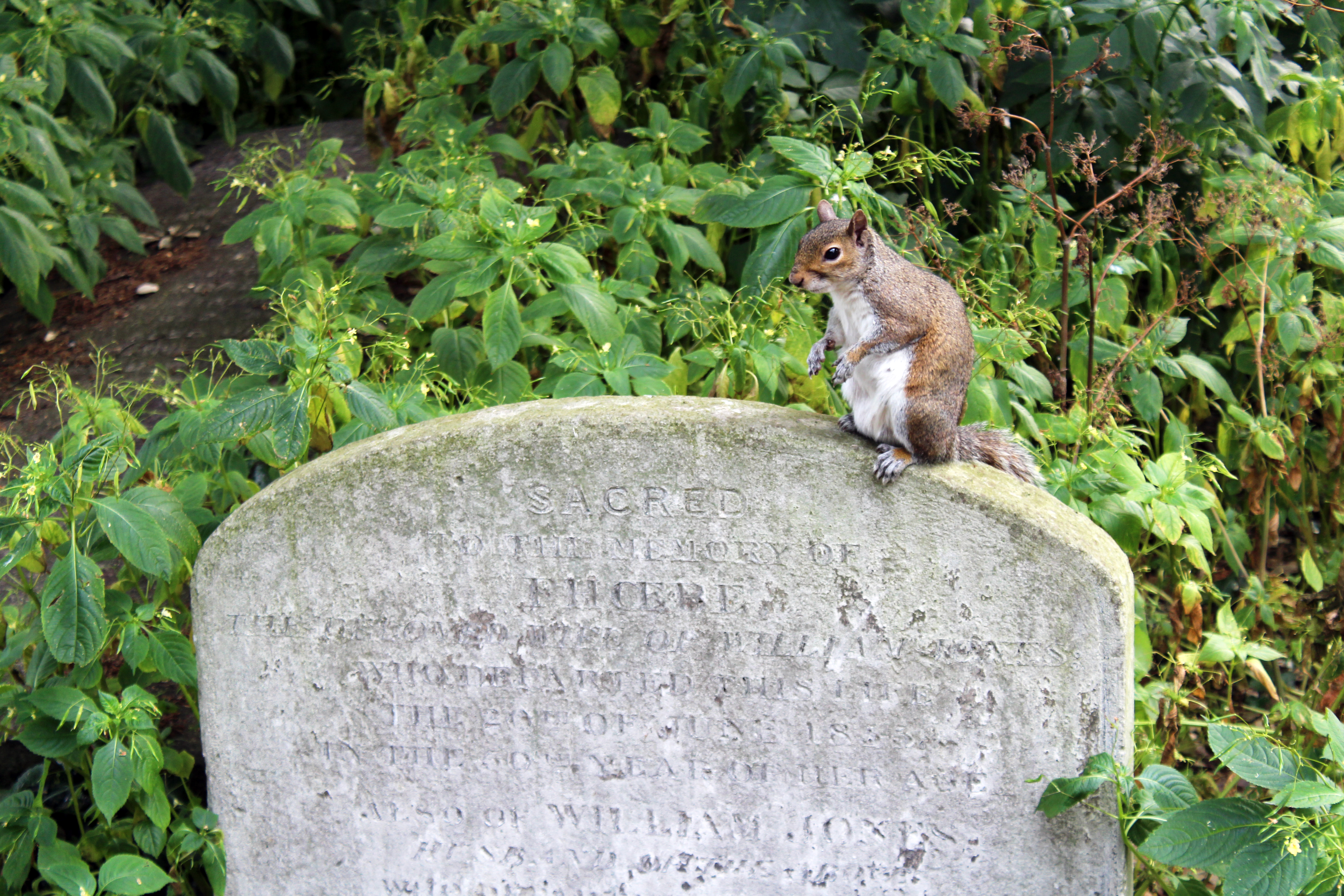 Squirrel In Brompton Cemetary