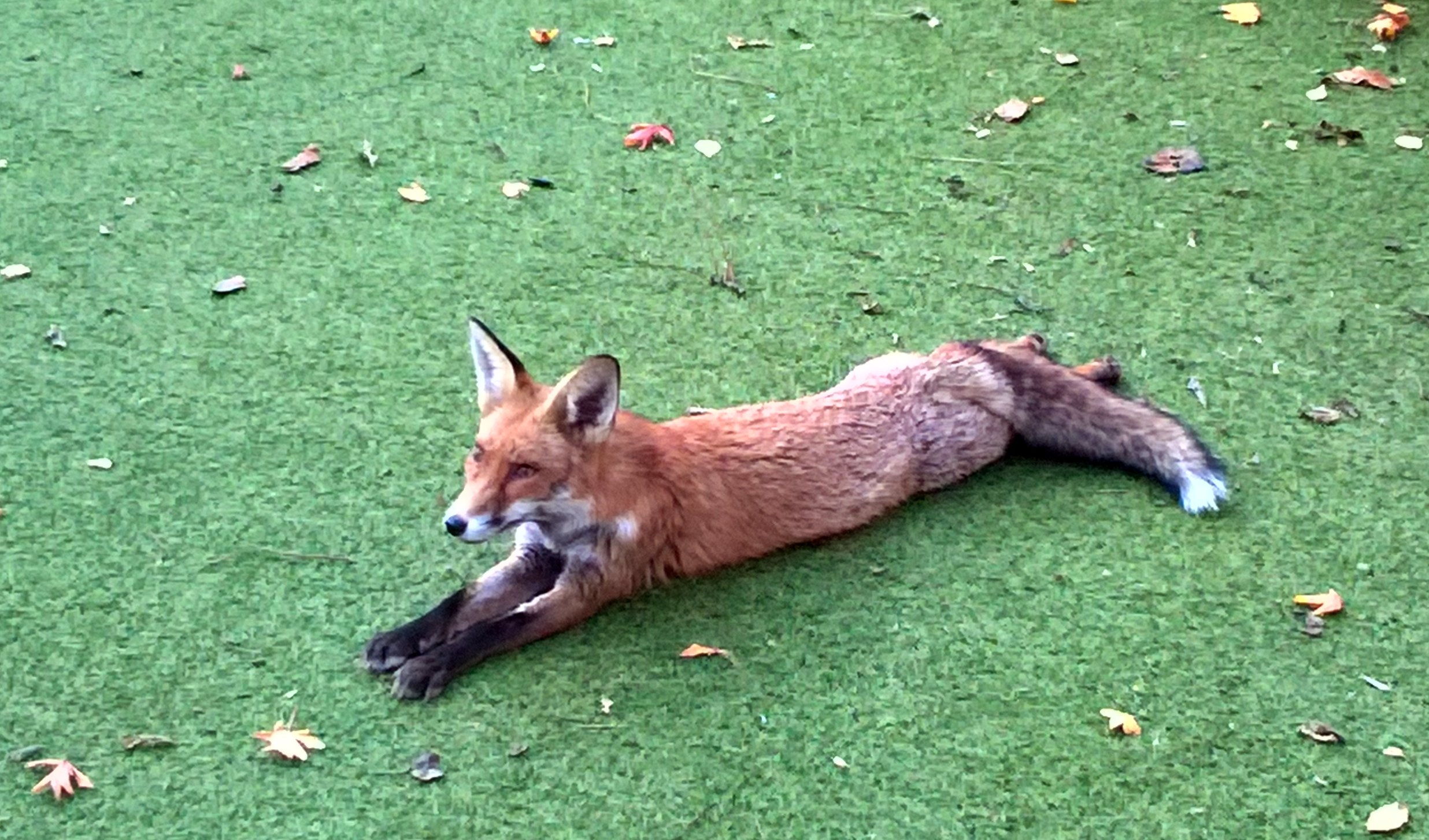 Urban fox in central London